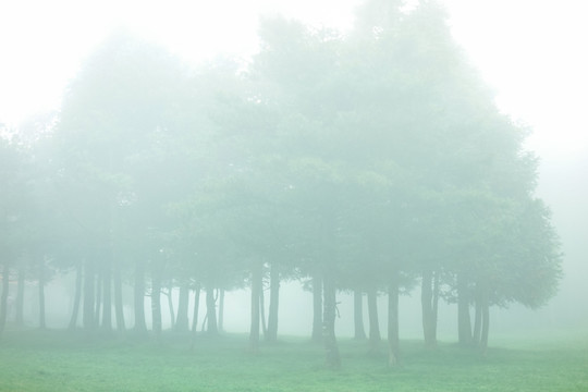 晨雾中的树