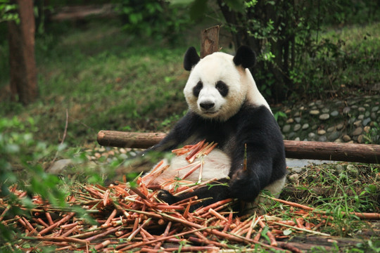 熊猫 吃竹笋的大熊猫