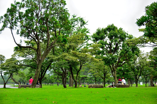 日本皇居广场 松树