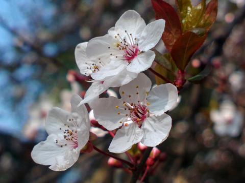 三朵桃花