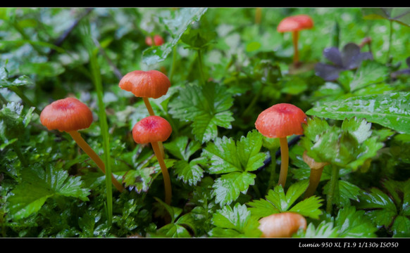 野生菌菇