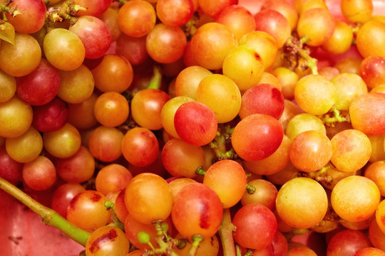 采摘园天然绿色健康有机食品葡萄