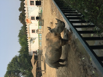 天津动物园犀牛
