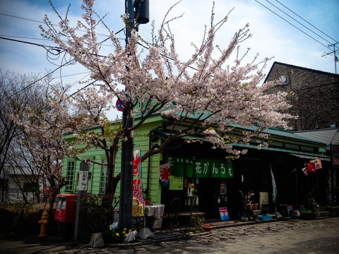 日本樱花