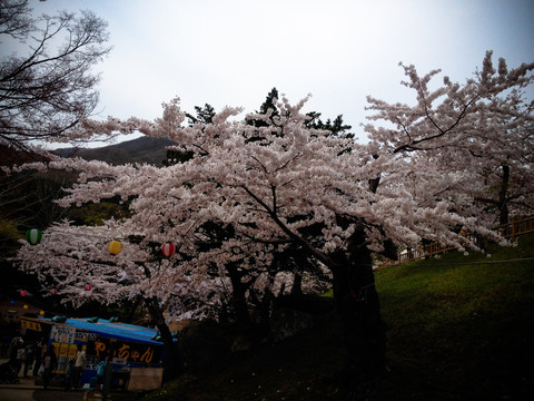 日本樱花