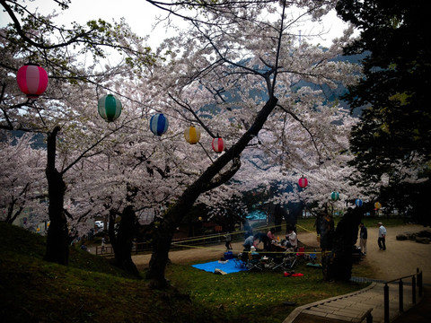 日本樱花