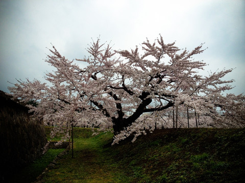 白色樱花