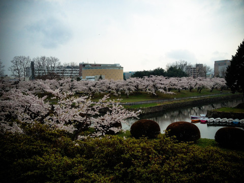 日本樱花