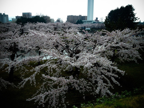 日本樱花