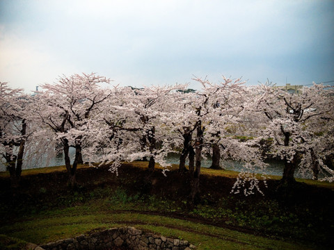 白色樱花