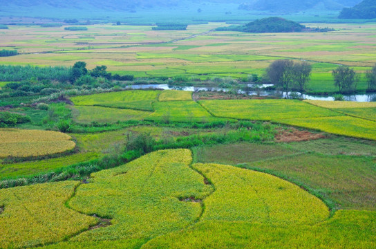 一片田野