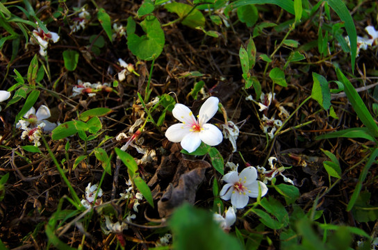 落花