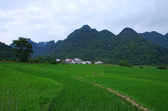 绿色田野
