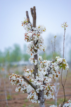 花满枝头