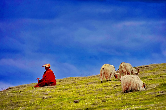 藏区牧场