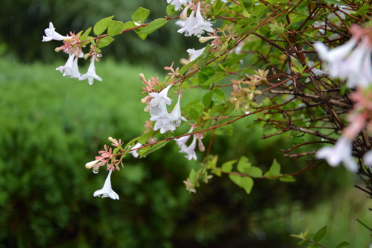 清新花卉