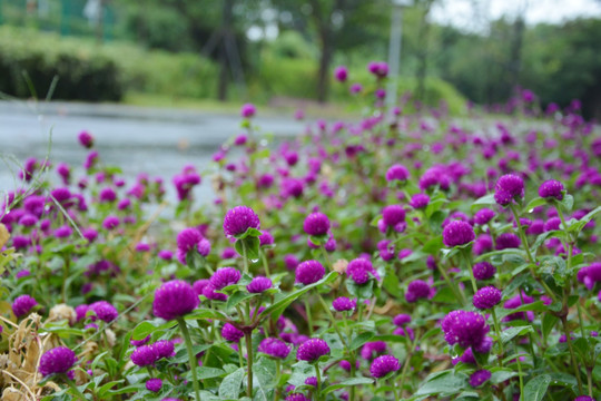 路边花丛