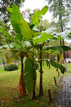 雨后芭蕉树