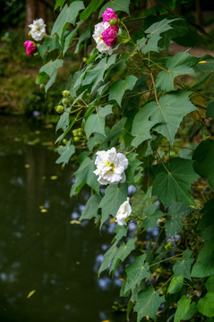 芙蓉花