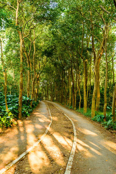 阳光森林小路