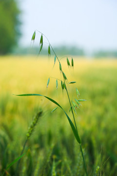 野燕麦