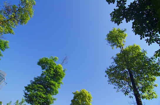 绿树 蓝天