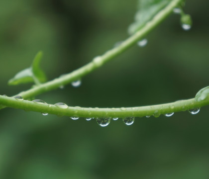 藤蔓上的水珠