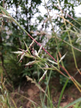 野花野草