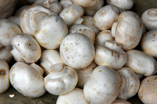 圆蘑菇