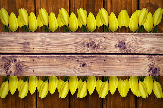 黄色的郁金香在木板
