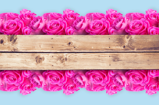 粉红色的花朵在木板