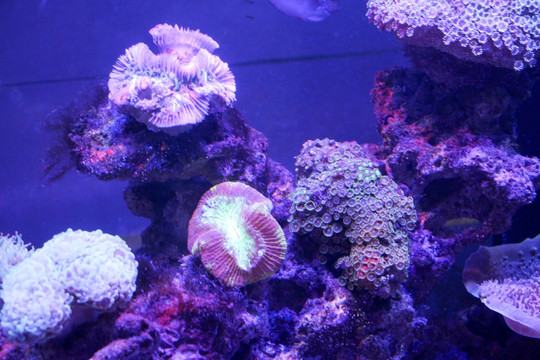 活珊瑚