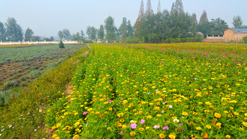 花圃