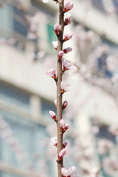 春天桃花开