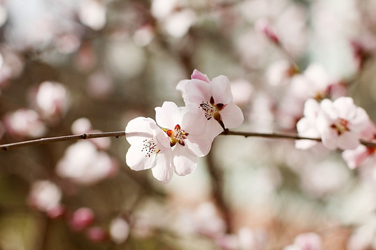 春天桃花开