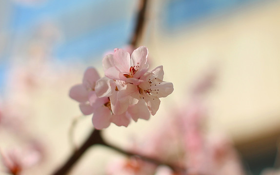 春天桃花开