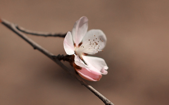 春天桃花开