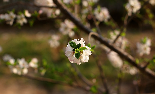 春天桃花开