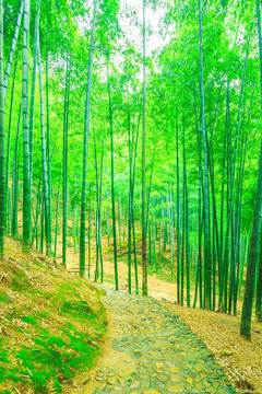 竹子 竹林