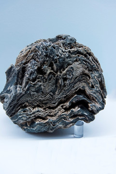 岩石标本 变质岩褶皱