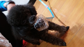 黑泰迪