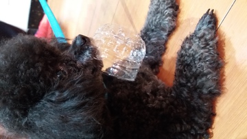 泰迪犬