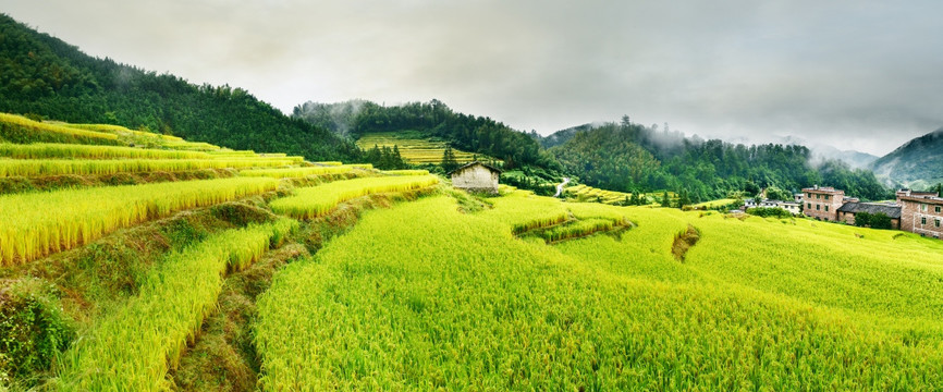 高山稻田