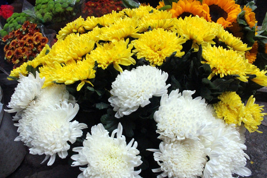 菊花