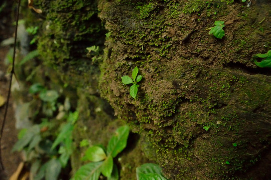 青苔小草