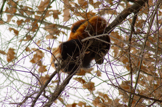 树枝间睡觉的小熊猫