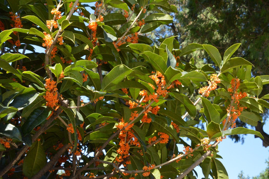 桂花
