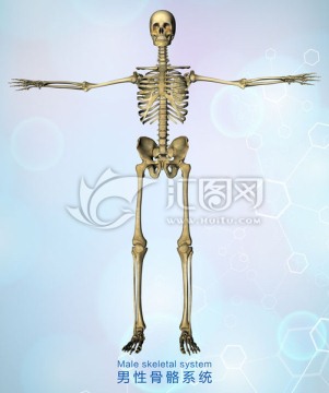 男性骨骼系统