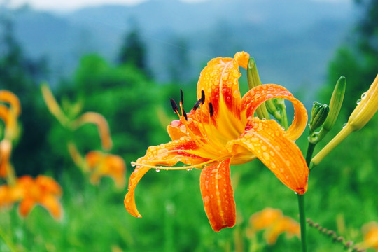 黄花遍野