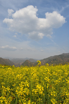 油菜花开